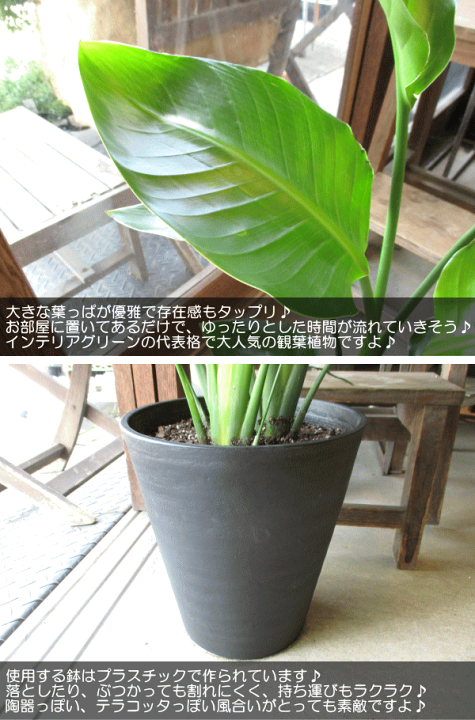 楽天市場】オーガスタ ストレリチア ニコライ 3株植え 8号鉢サイズ