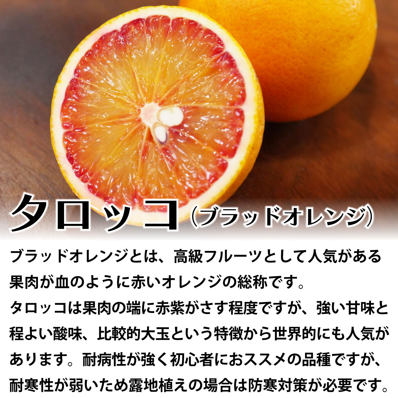 楽天市場】ブラッドオレンジ タロッコ 苗木 [小] 9cmポット 【ベランダ