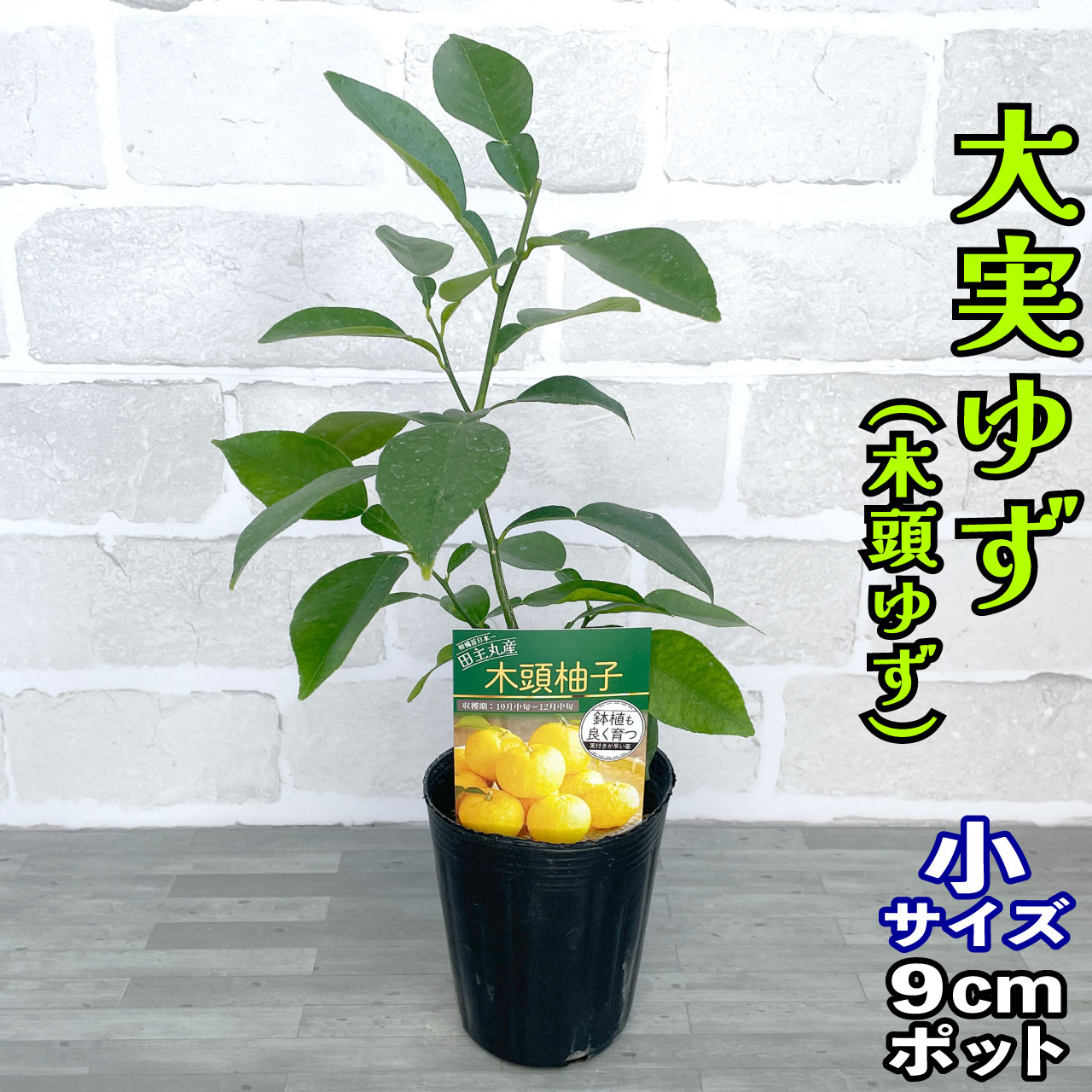 楽天市場】大実ゆず 苗木 [小] 9cmポット 【ベランダで育成】 3号