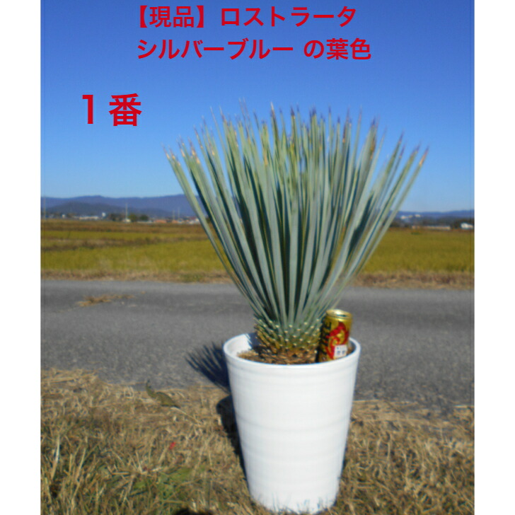 楽天市場】ユッカ ブルー（ガーデニング・農業｜花・ガーデン・DIY）の通販