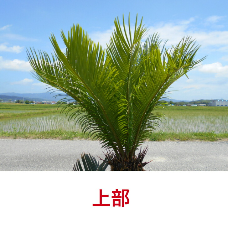 楽天市場】【一点物】 ソテツ 蘇鉄 株立ち極太い株 樹形きれい 子株