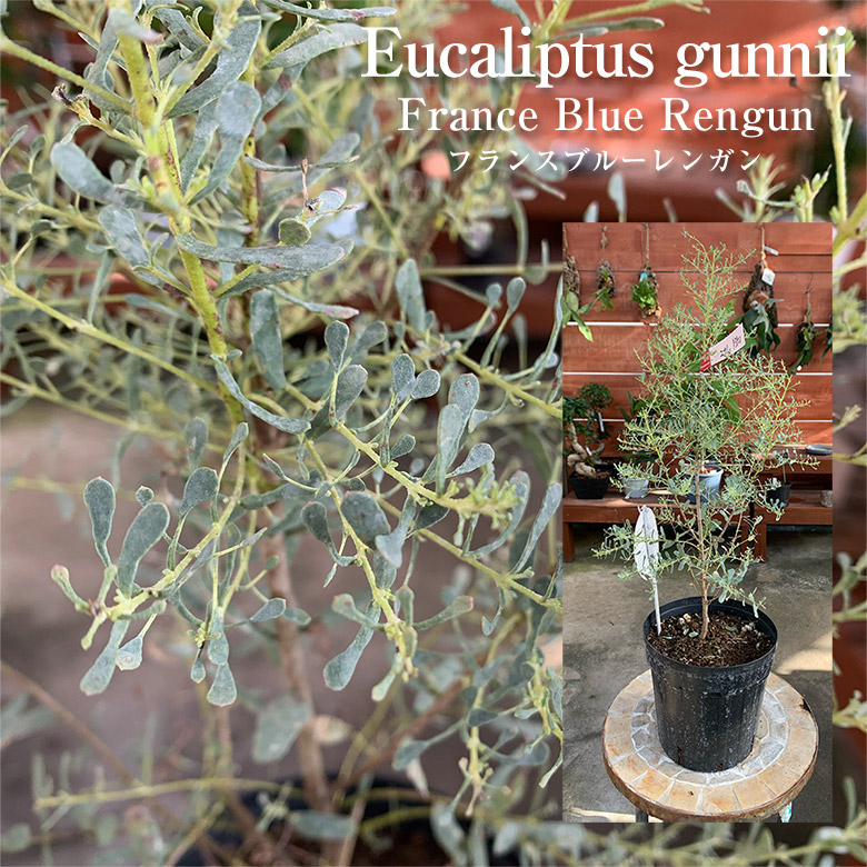 楽天市場】ユーカリグニー フランスブルーレンガン 庭木 シンボル