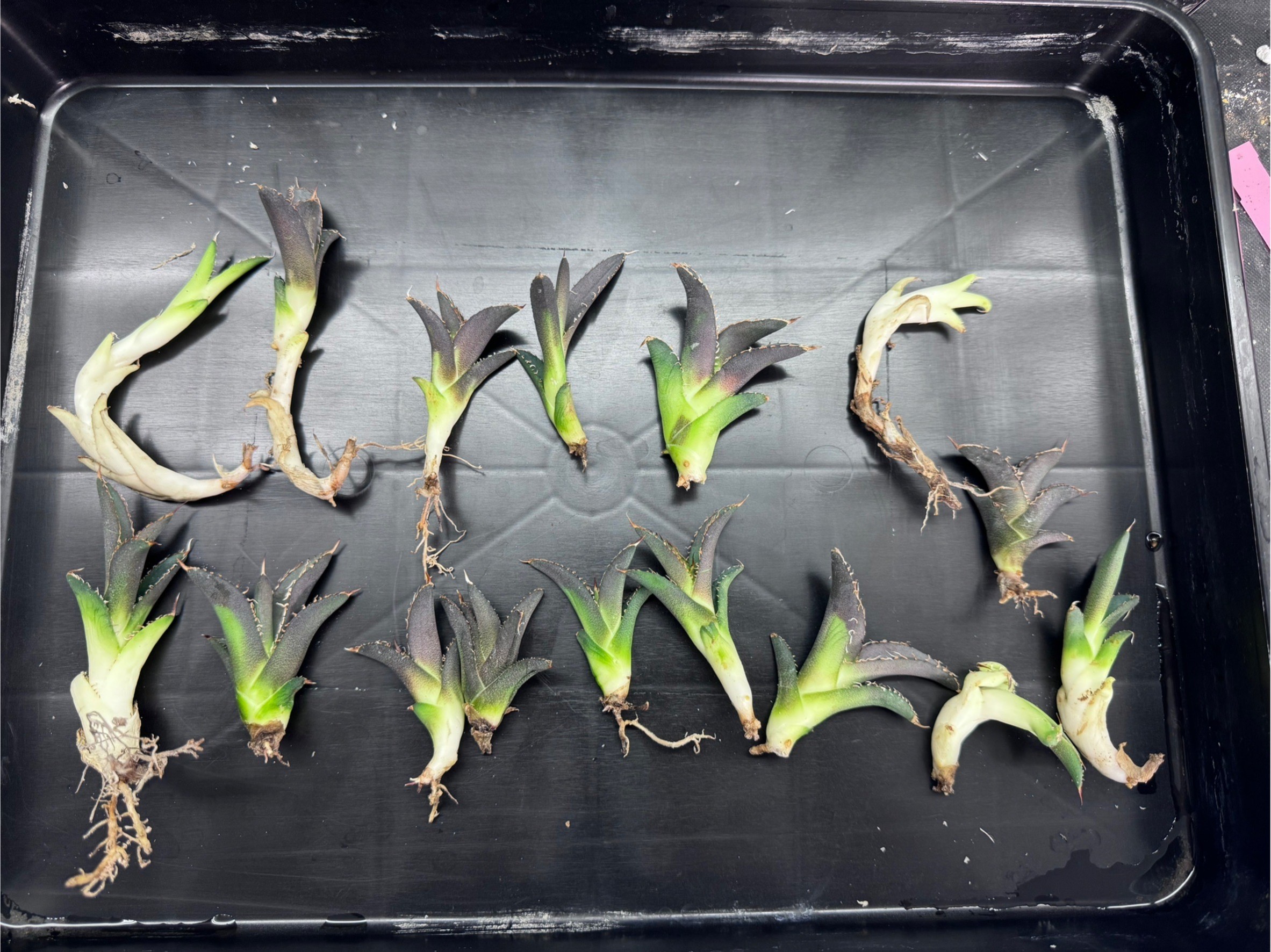 楽天市場】Kaiju Plant産 アガベ 烈焔 子株 チタノタ オテロイ