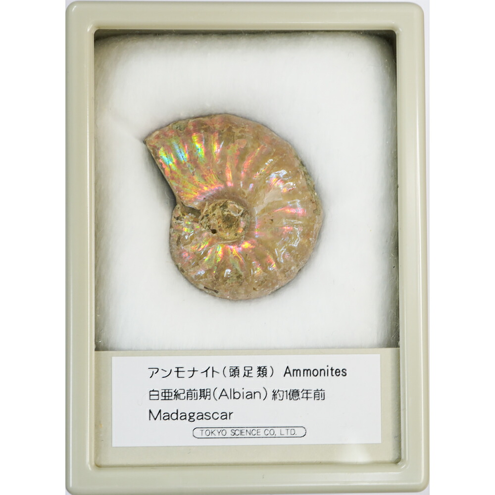楽天市場】アンモナイト レインボー ケース入り Mサイズ マダガスカル
