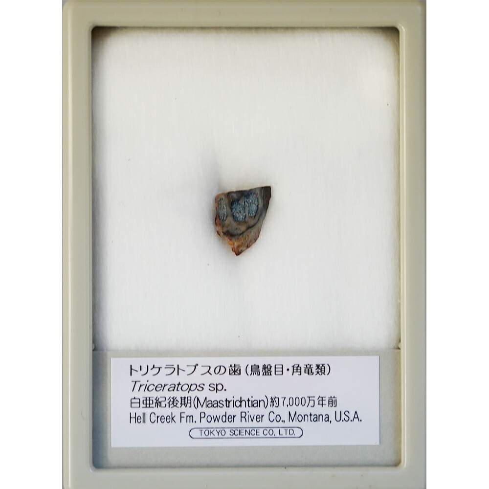 楽天市場】トリケラトプスの歯 ケース入り 東京サイエンス 化石 恐竜の
