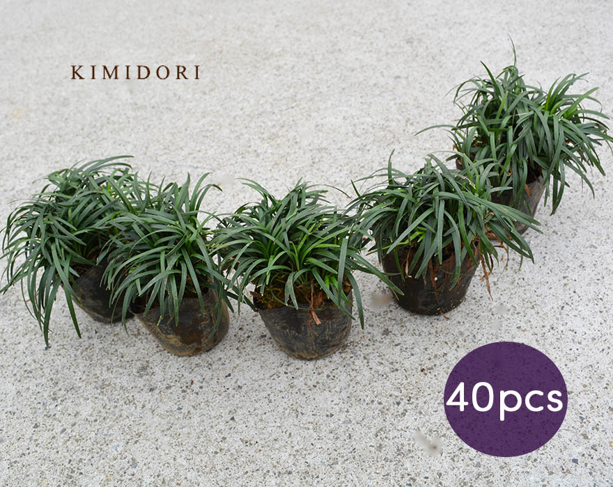 楽天市場】タマリュウ 40個セット 7.5cmポット 苗 グランドカバー 玉竜