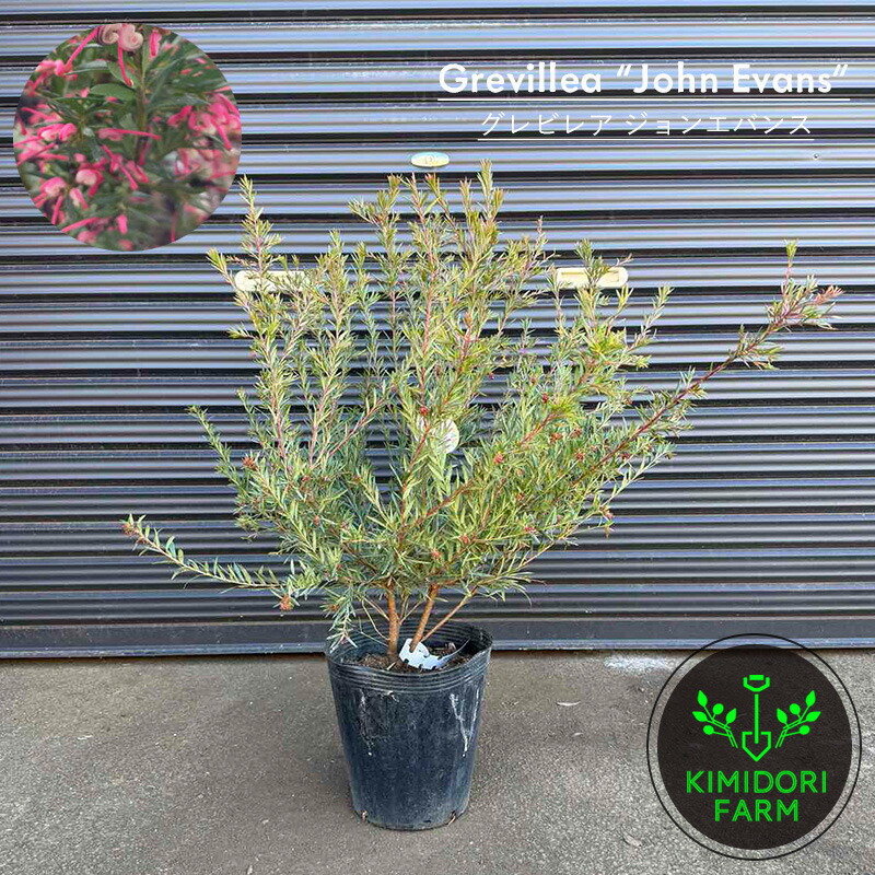 楽天市場】オーストラリア プランツ（花・観葉植物｜花・ガーデン・DIY