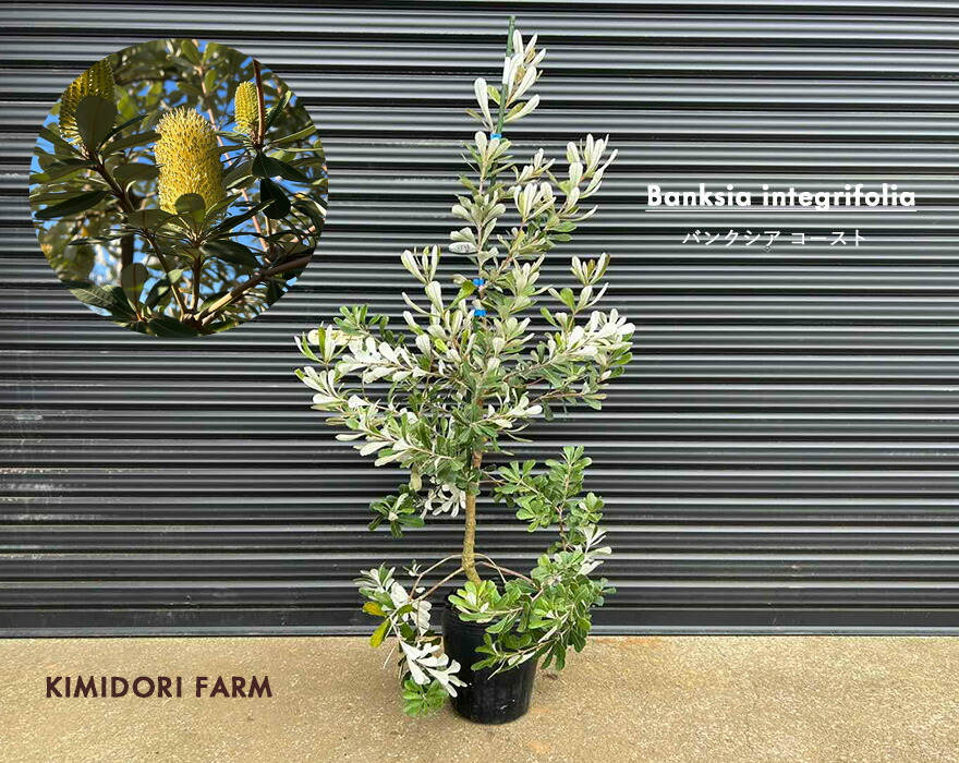 楽天市場】 オージープランツ : オリーブの木 キミドリファーム