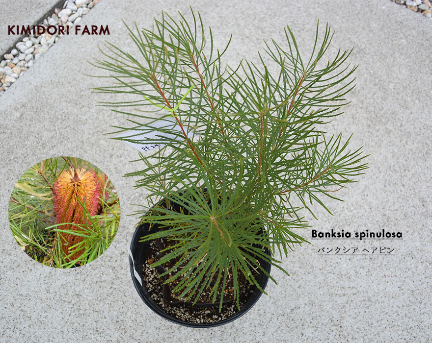 楽天市場】バンクシア ヘアピン スピヌロサ 約50cm オージープランツ