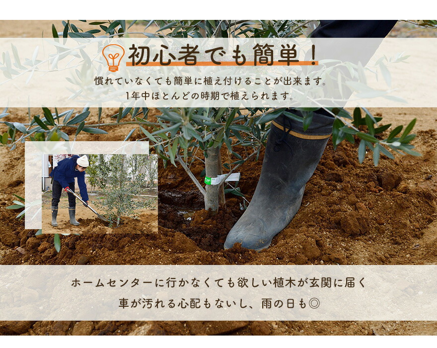 楽天市場】ユッカ トンプソニアーナ 常緑 観葉植物 丈夫 耐寒性 ドライ