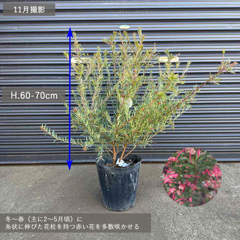 楽天市場】グレビレア ジョンエバンス グレヴィレア ネイティブ