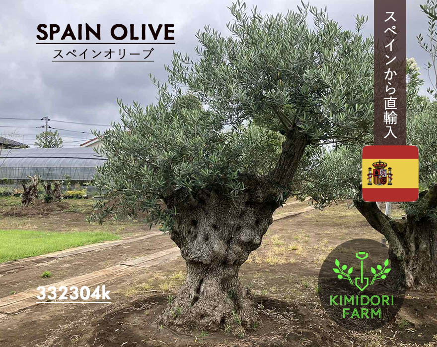 植木 盆栽 オリーブの木」の人気商品一覧 | 安い商品を通販サイトから