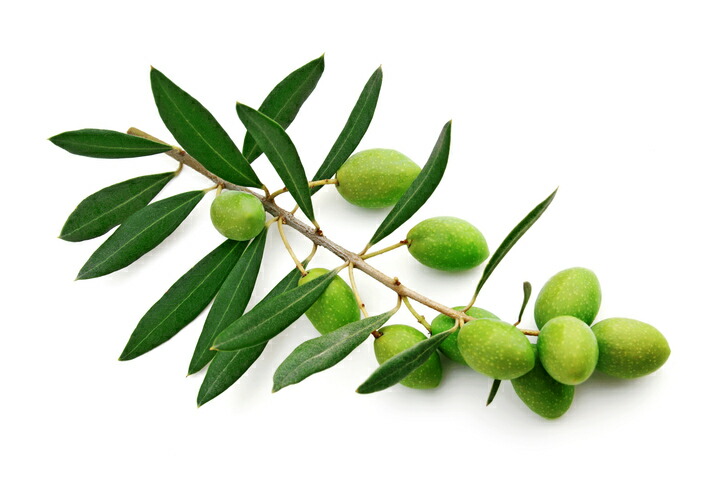 楽天市場 | オリーブの木 キミドリファーム - オリーブの木の挿し木