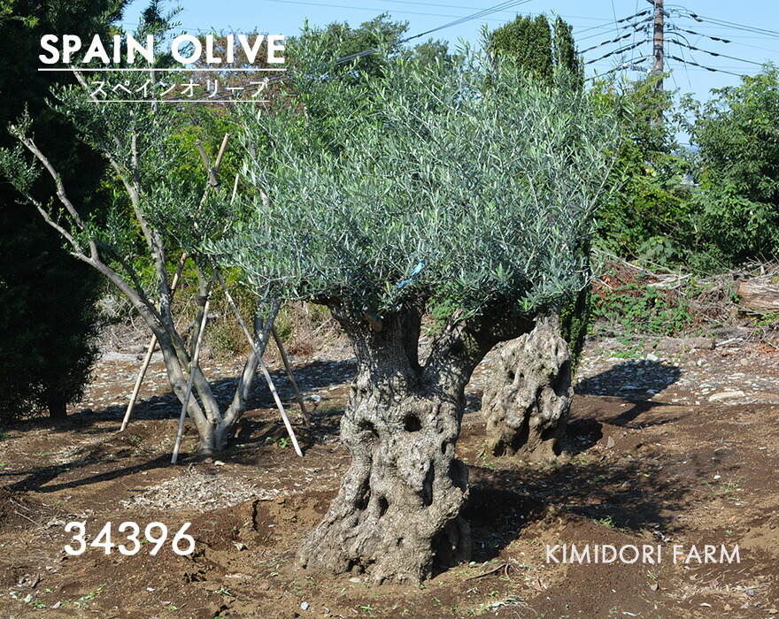 オリーブ 古木 盆栽 植木」の人気商品一覧 | 安い商品を通販サイトから