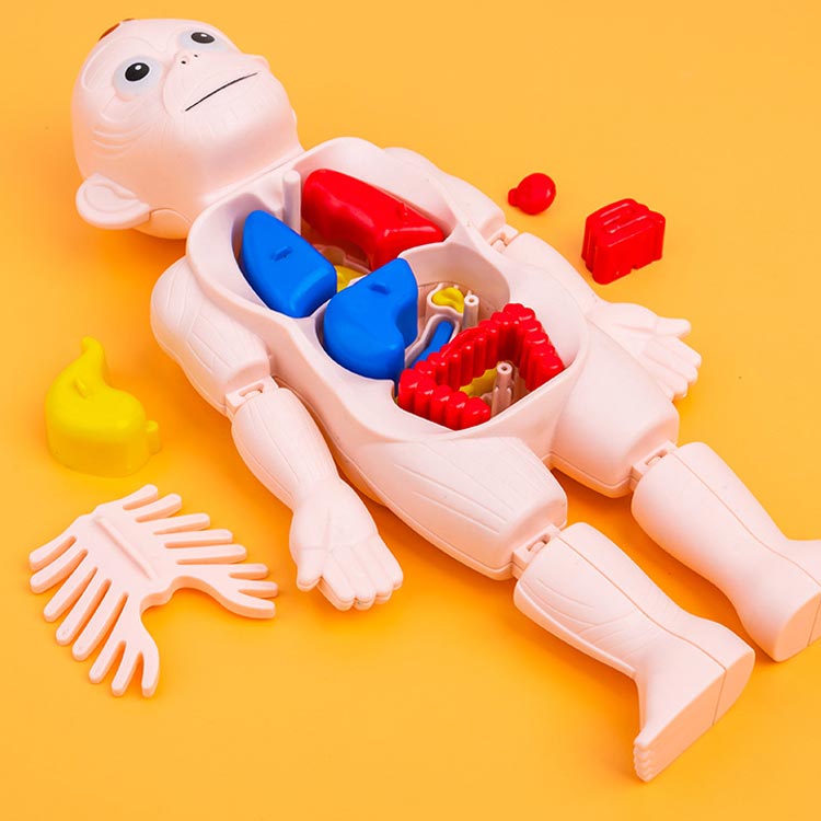 楽天市場】3歳以上 骸骨 臓器 人体模型 23.5cm 筋肉 人体解剖 パーツ