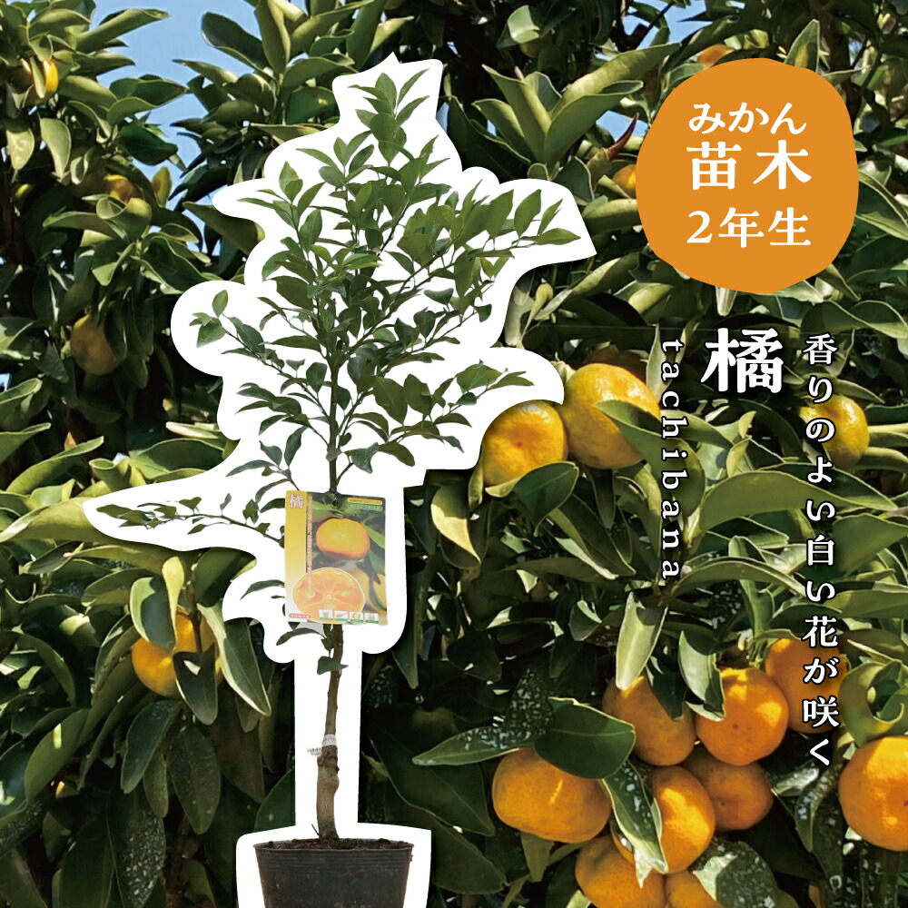 楽天市場】【予約割引100円OFF】【培養土プレゼント中】タチバナ(橘