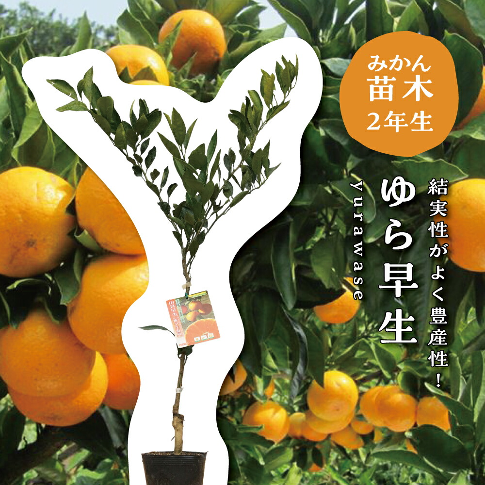 楽天市場】【予約割引100円OFF】【培養土プレゼント中】ゆら早生