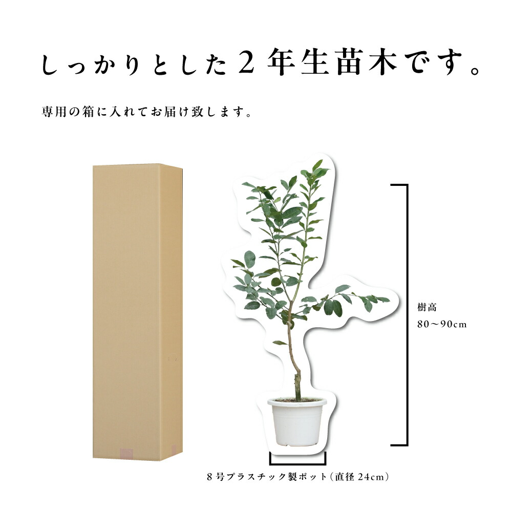 楽天市場】【予約割引300円OFF】【培養土プレゼント中】スイート