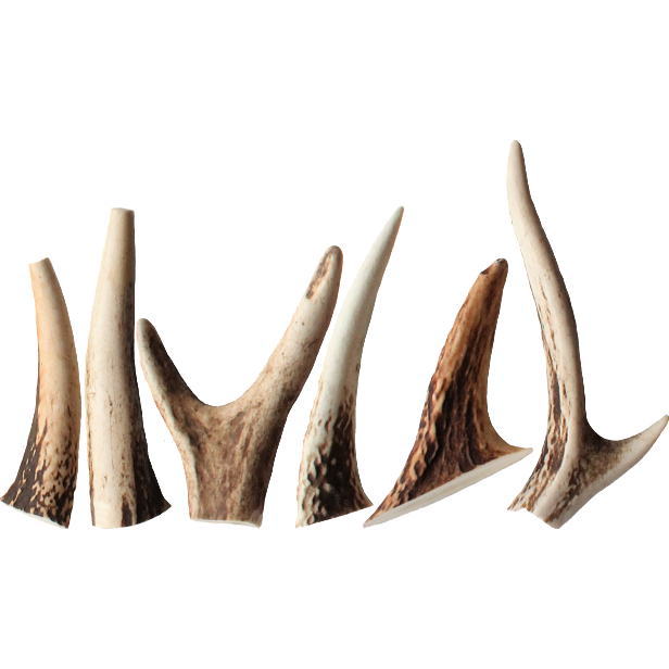 楽天市場】鹿の角 パーツ 中 約8cm前後 3本入 アクセサリー