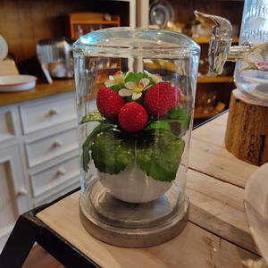 楽天市場】【送料無料】ディスプレイドーム CAST IRON（S