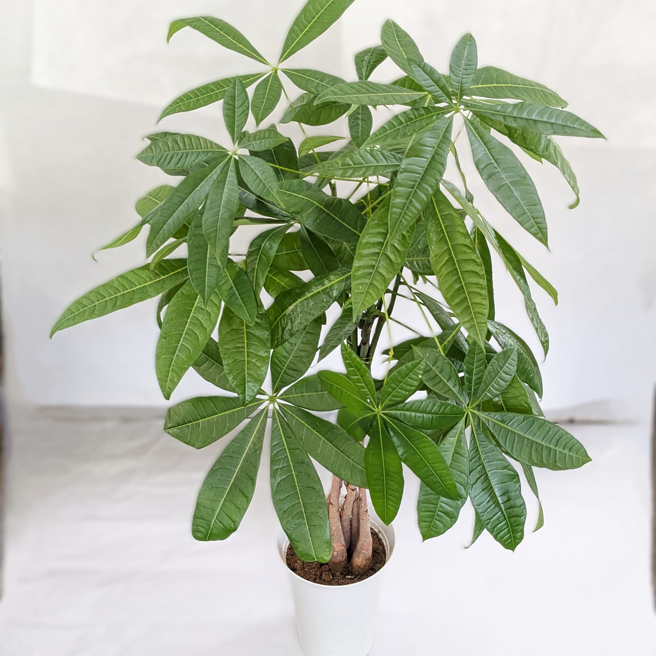 楽天市場】【観葉植物】 パキラ 観葉 植物 6.5号鉢 90cm インドア