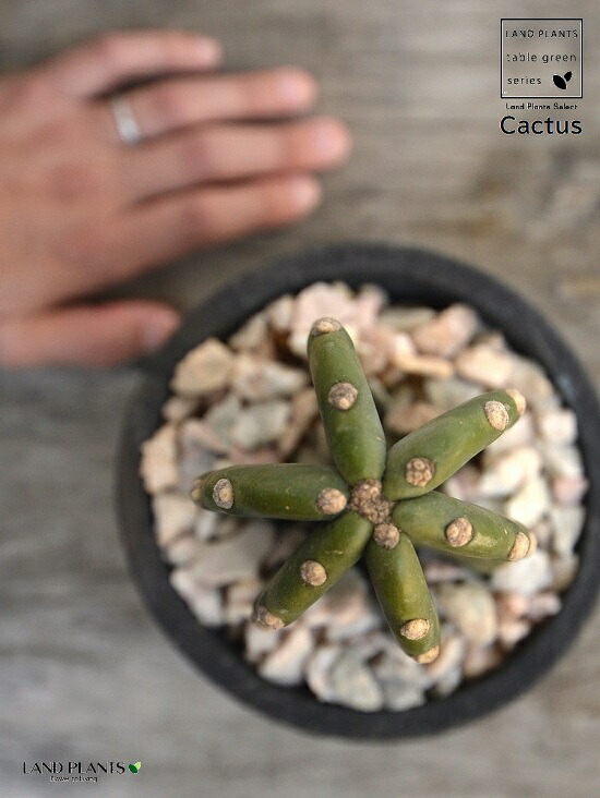 楽天市場】サボテン（柱サボテン：1本立ち） 黒色 モスポット