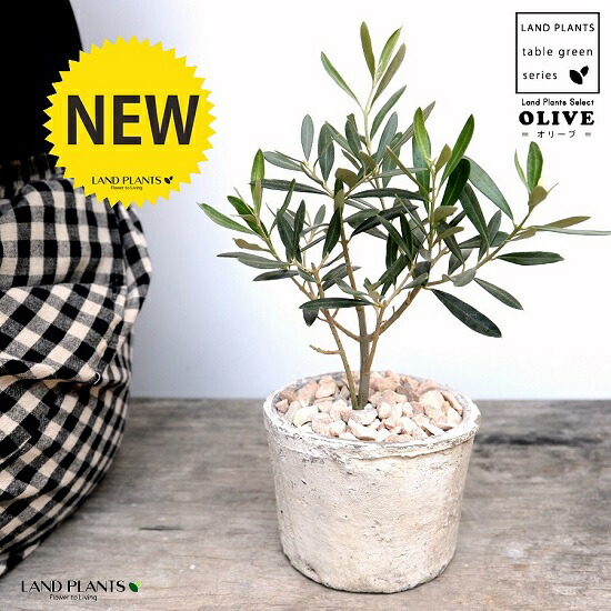 観葉植物 オリーブの木 テラコッタ」の人気商品一覧 | 安い商品を通販