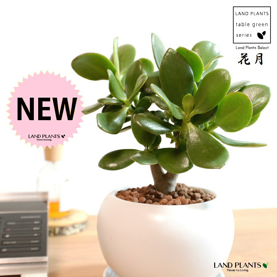 楽天市場】金のなる木 クラッスラの通販