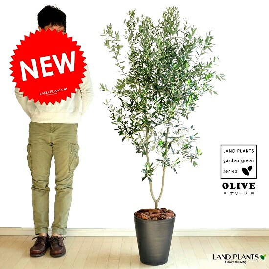 楽天市場】オリーブ 10号 黒色 セラアート鉢【バークチップ】 大型 尺