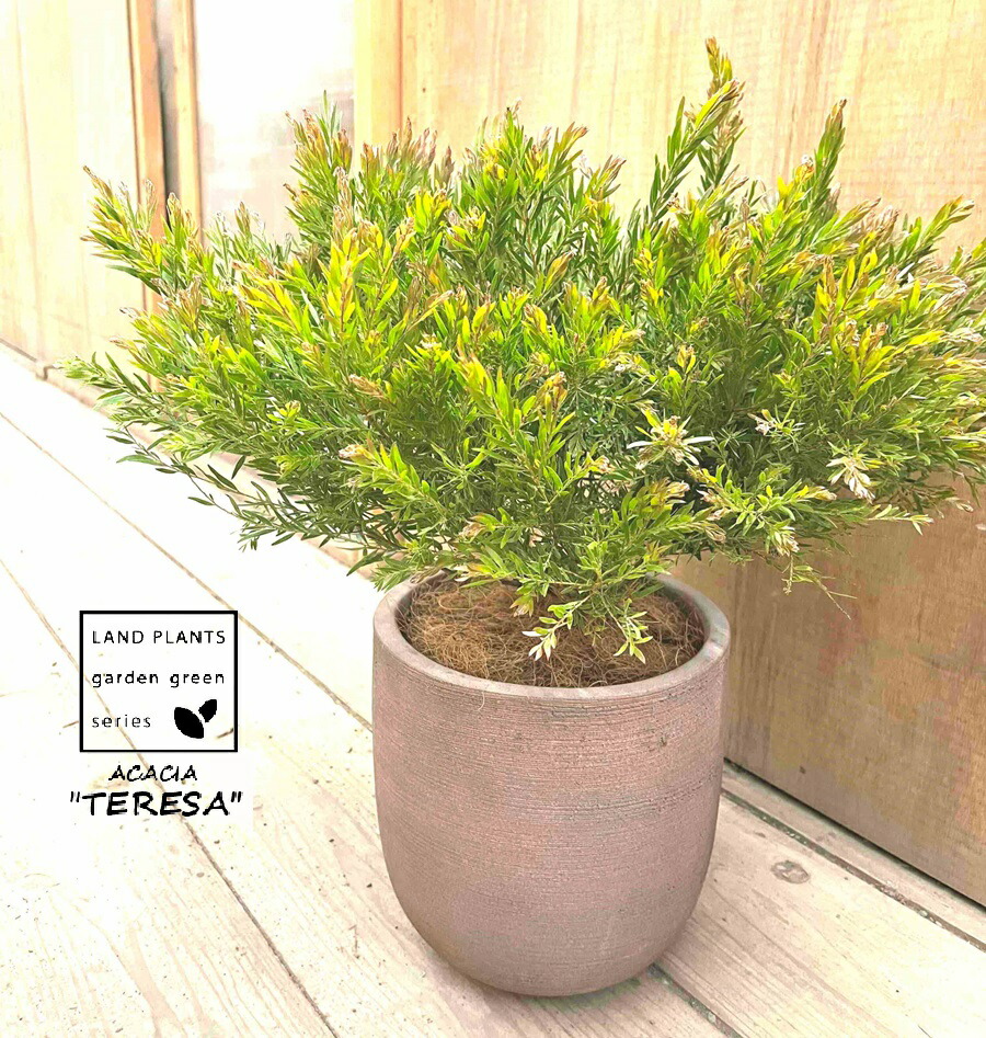 楽天市場】アカシア（テレサ） デザインの良い テラコッタ鉢 1鉢【ココ