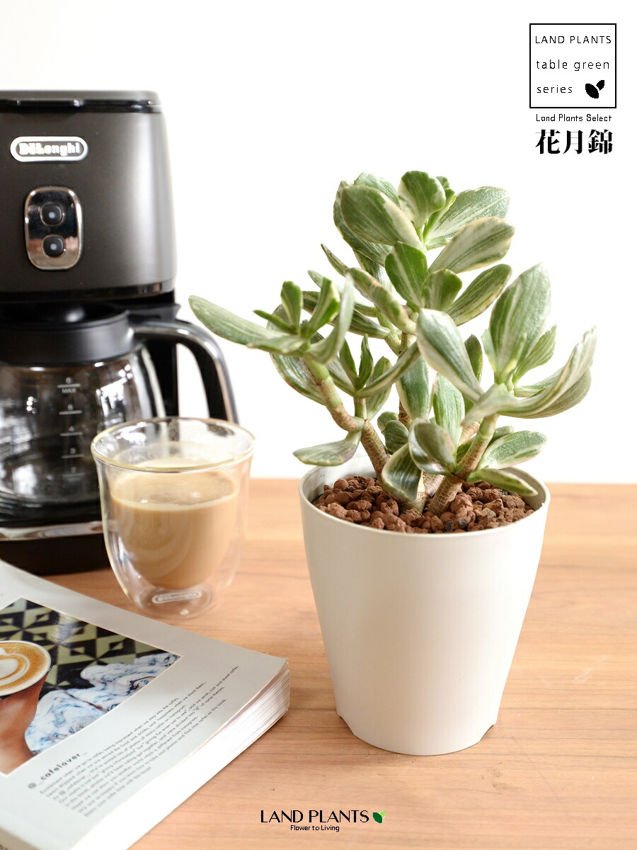 楽天市場】【お試し】 カネノナルキ（花月錦：斑入り） 4号 白色