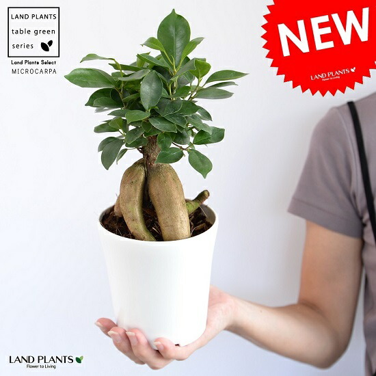 楽天市場】ガジュマル（幹太） 白色 4号 プラスチック鉢【ココ