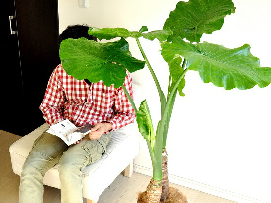 楽天市場】クワズイモ（出世芋） 10号 白色 セラアート 鉢植え フロア