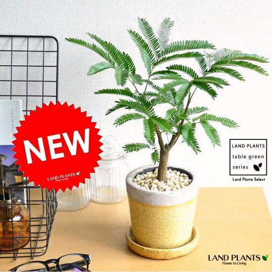 楽天市場】エバーフレッシュ やさしい色合い 陶器鉢（黄色） ネムの木