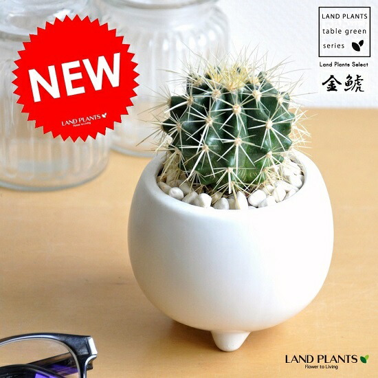 楽天市場】サボテン（金鯱：キンシャチ）足付 ボール型 陶器鉢 白色