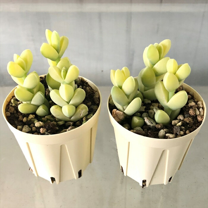 楽天市場】多肉植物 レーマニー錦 6cmポット 観葉植物 インテリア ejr