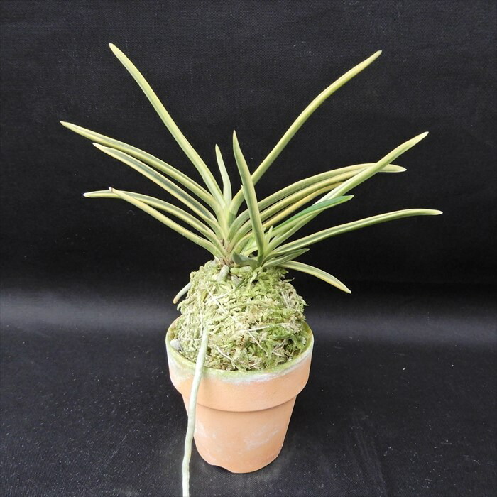 楽天市場】富貴蘭 天恵覆輪 2.5号鉢 フウキラン 風蘭 古典植物 山野草