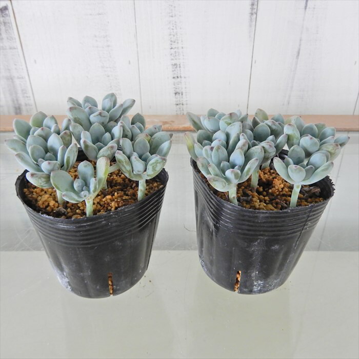 楽天市場】多肉植物 セダム コミックトム 7.5cmポット 観葉植物