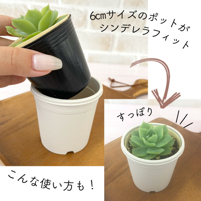 楽天市場】いろんな使い方ができる 白い鉢 A-25 2.5号鉢 植木鉢 多肉