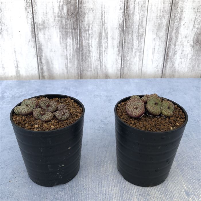 楽天市場】多肉植物 コノフィツム オブコルデルム セレシアナム実生