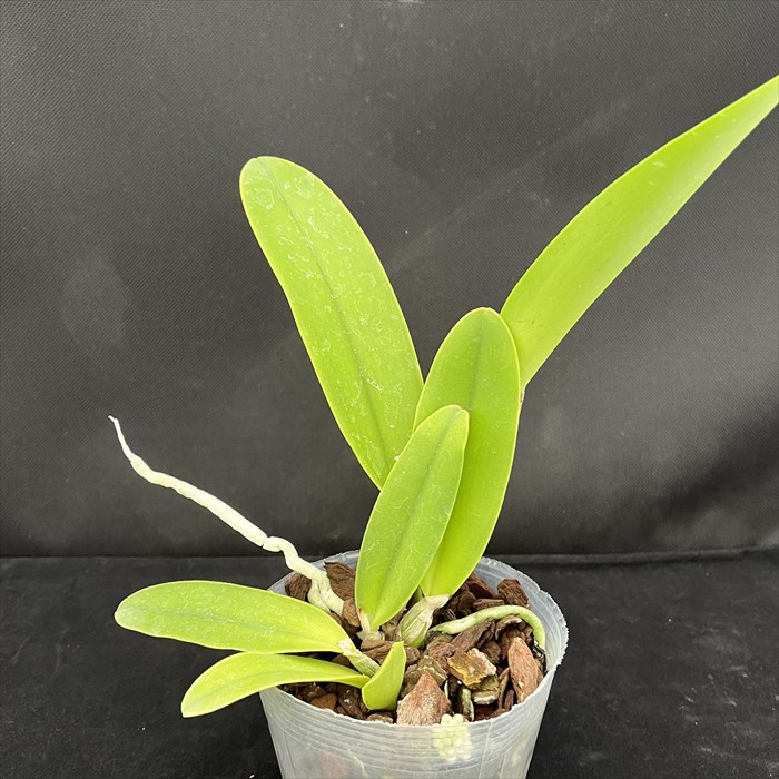 楽天市場】洋ラン【開花見込株】カトレア シンイン マックスウォーカー