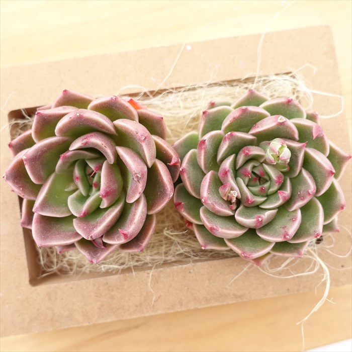 楽天市場】多肉植物 エケベリア クリスマスディアー 韓国苗 抜き苗