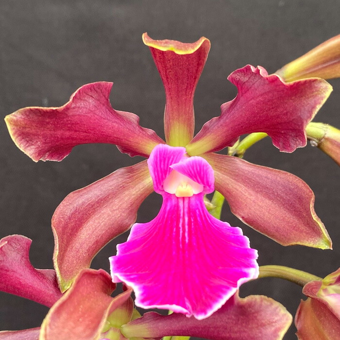 楽天市場】洋ラン【開花見込株】カティクリア グリーンドラゴン 9cm