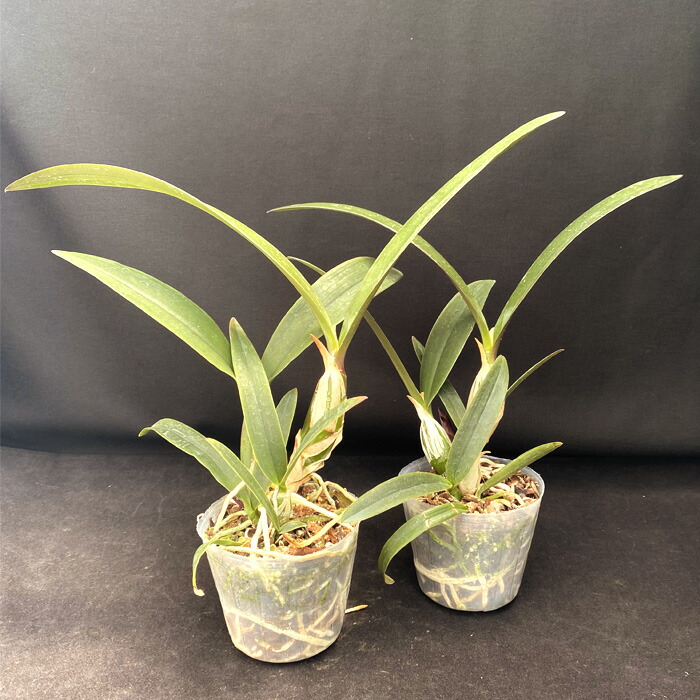 楽天市場】洋ラン【開花見込株】カティクリア グリーンドラゴン 9cm