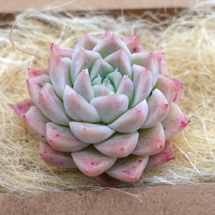 楽天市場】多肉植物 エケベリア アイスクイーン 韓国苗 抜き苗 カット