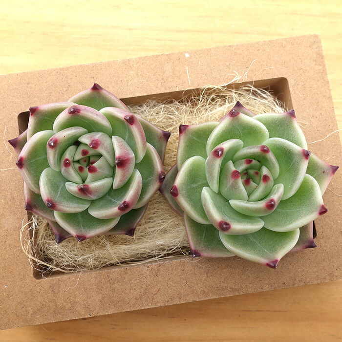 楽天市場】多肉植物 エケベリア ブルーアイズ 韓国苗 抜き苗 カット苗