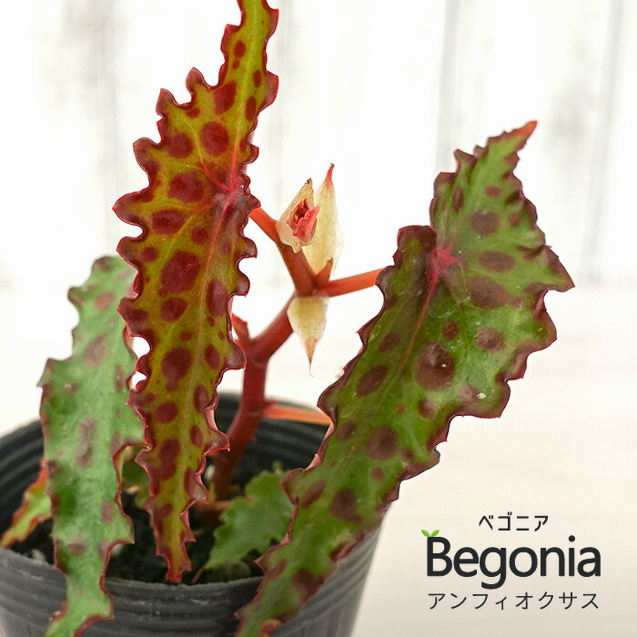 楽天市場】ベゴニア アンフィオクサス 7.5cmポット ベゴニア 鉢花