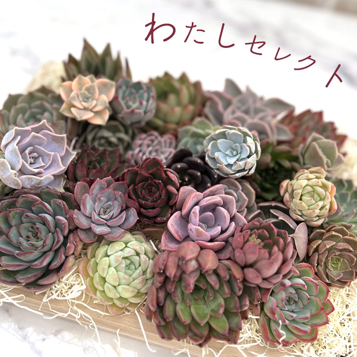 楽天市場】多肉植物 エケベリア エンチャンティングフェアリー 魅惑の