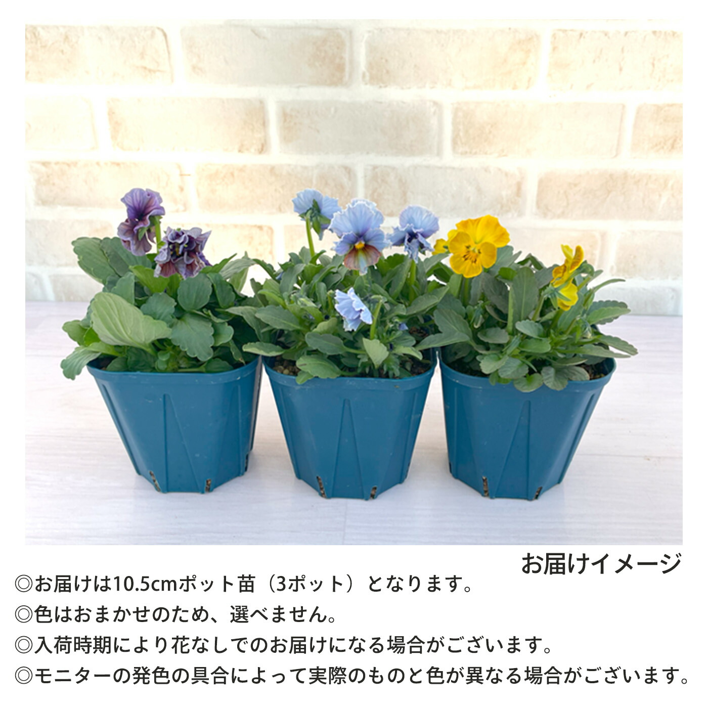 楽天市場】サトウ園芸さんオリジナル ビオラ ヌーヴェルヴァーグ 10.5