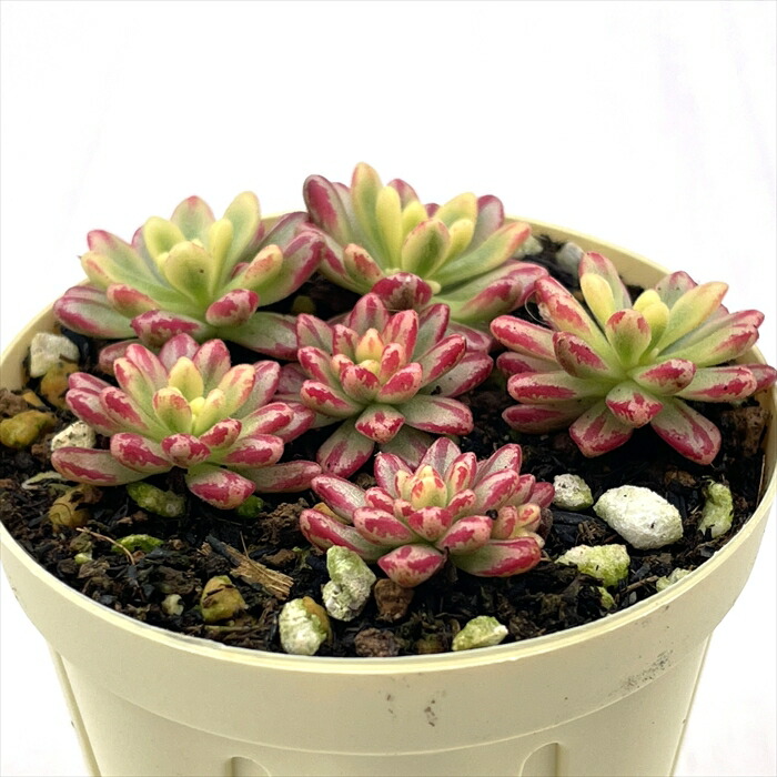 楽天市場】多肉 錦の通販